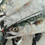 Fresh Mackerel
